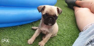 Cute Pug Puppies for sale 0