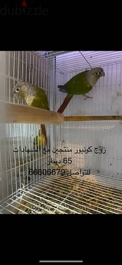 breeding conure pair with certificates 0