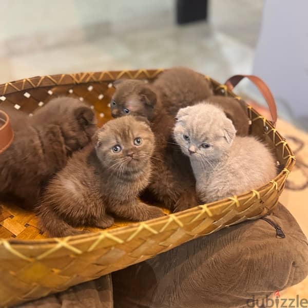 scottishfold chocolait rare color cat 0