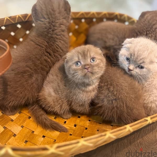 scottishfold chocolait rare color cat 1