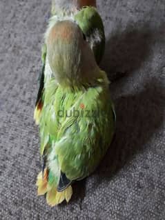 tamed love birds urgent for sale (1pc )