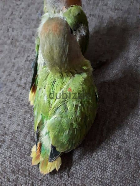 tamed love birds urgent for sale (1pc ) 0