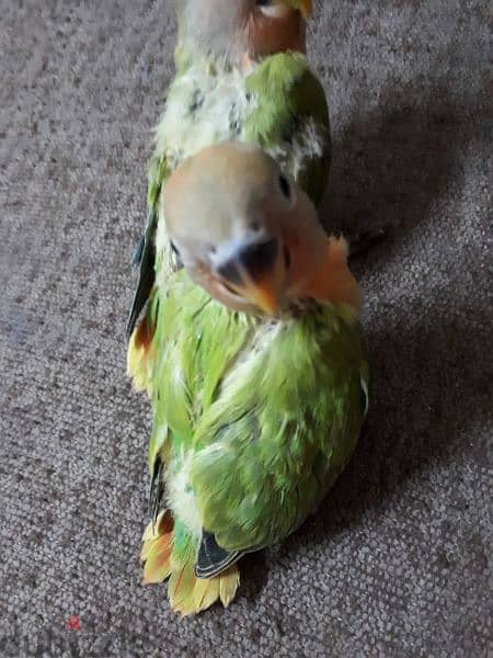 tamed love birds urgent for sale (1pc ) 1