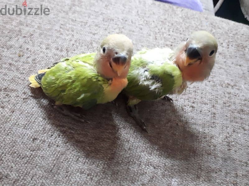 tamed love birds urgent for sale (1pc ) 2