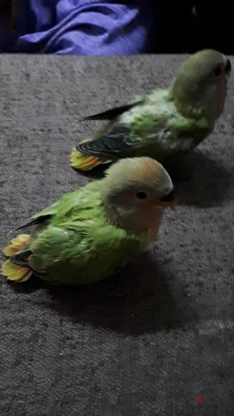 tamed love birds urgent for sale (1pc ) 3