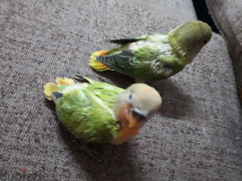 tamed love birds urgent for sale (1pc ) 4