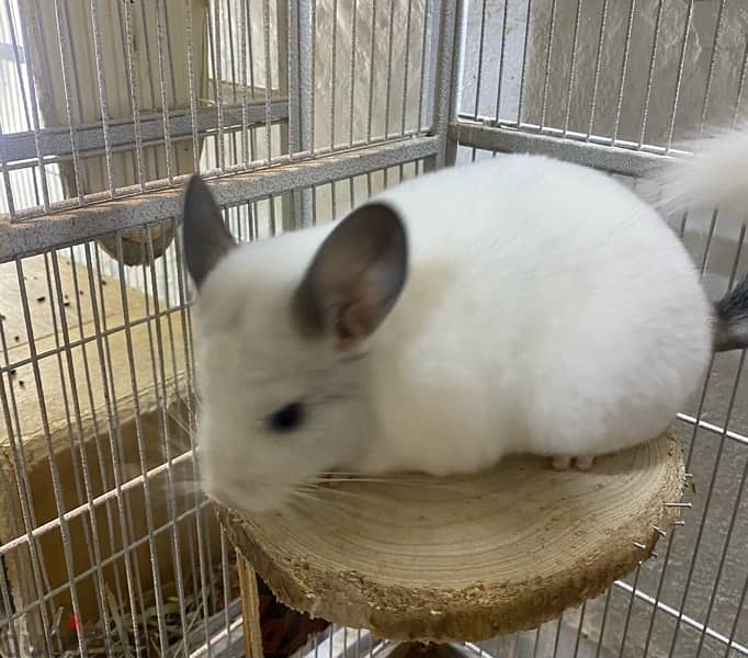 chinchillas Bahrain breed 0