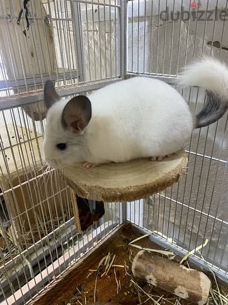 chinchillas Bahrain breed 1