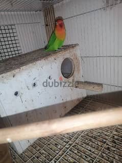 for sale love bird female 5 BD 0