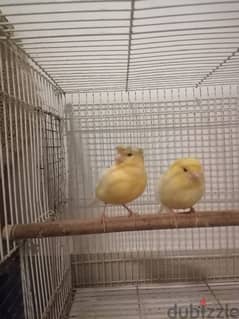 canary health good size breeding pair