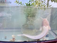 Albino Walking catfish