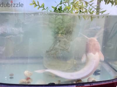 Albino Walking catfish