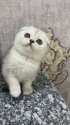 للبيع قطط سكوتش فولد for seal Scottish fold cat 0