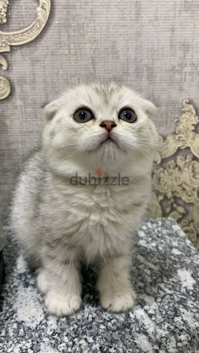 للبيع قطط سكوتش فولد for seal Scottish fold cat 1