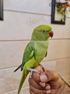 Green rign neck parrot for sale