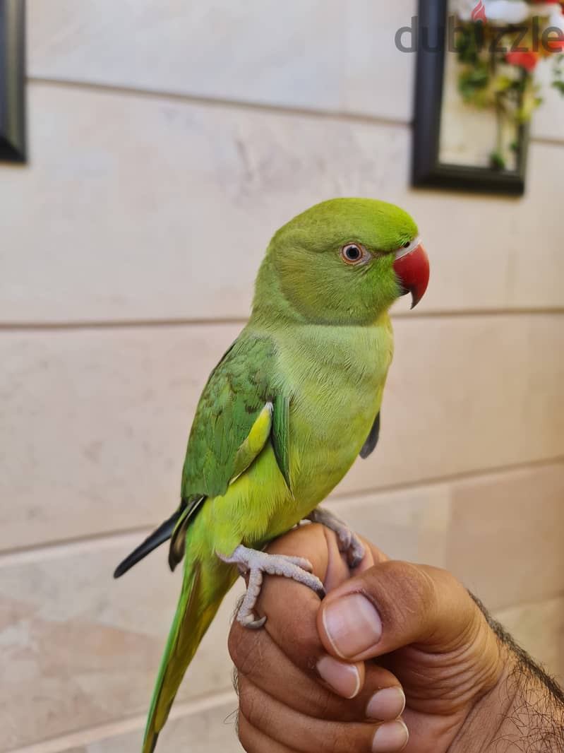 Green rign neck parrot for sale 0