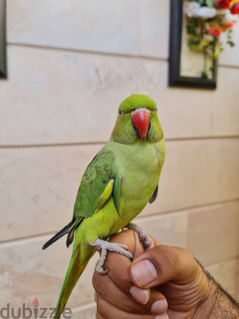 Green rign neck parrot for sale 1