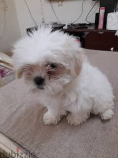 Mini Shih tzu 0