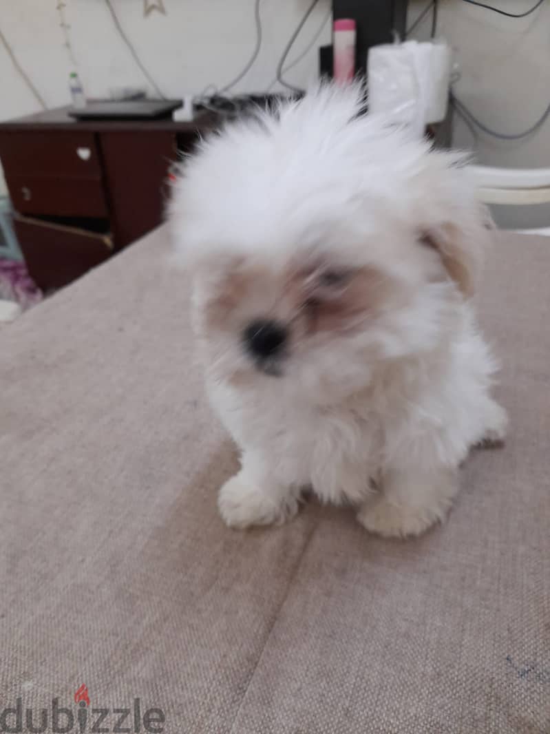 Mini Shih tzu 1