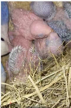 breeder pair now egg down