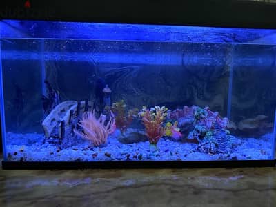 Fish Aquarium with pump, Fishes and accessories