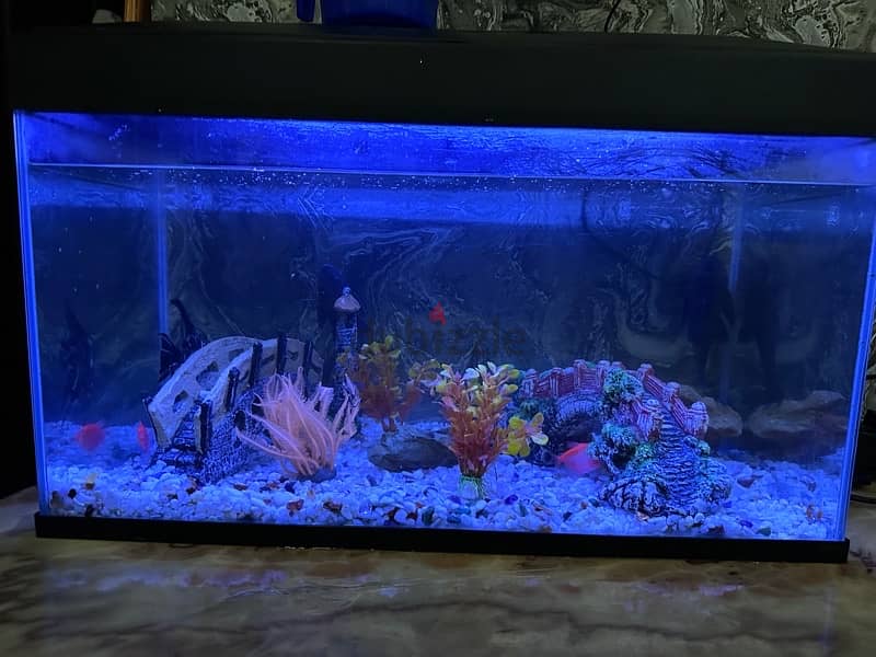 Fish Aquarium with pump, Fishes and accessories 1