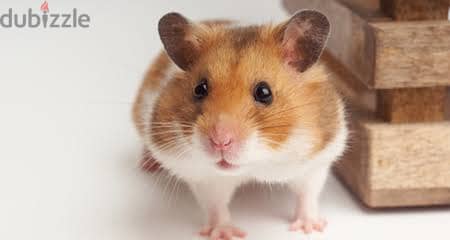 Hamsters for Sale 1