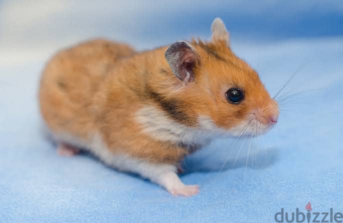 Hamsters for Sale 2