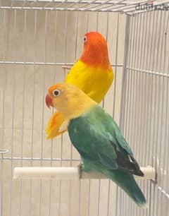 Breeder pair with cage and nestbox 0