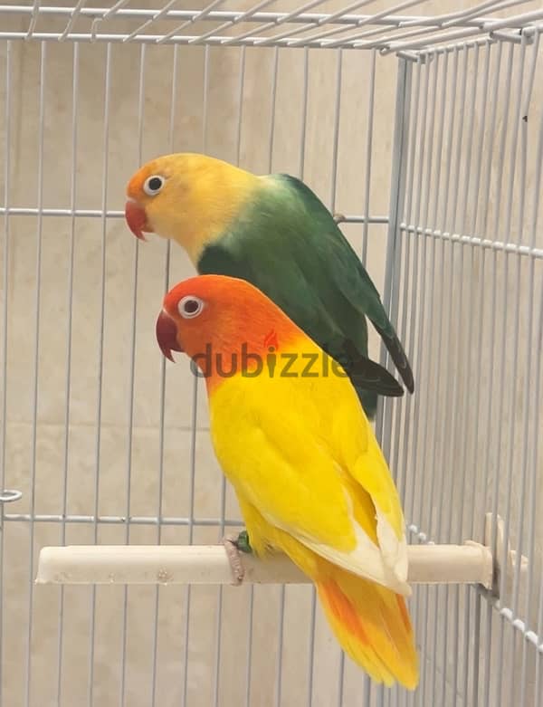 Breeder pair with cage and nestbox 1