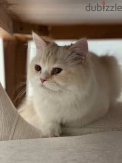 female cat for adoption