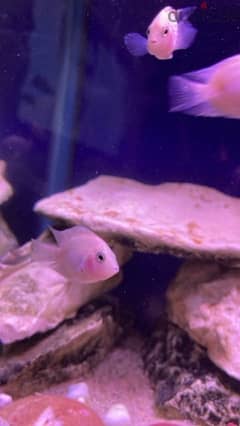 polar white parrot fish for sale breading pair . Healthy 0