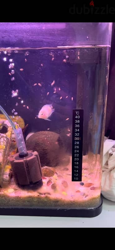 polar white parrot fish for sale breading pair . Healthy 1