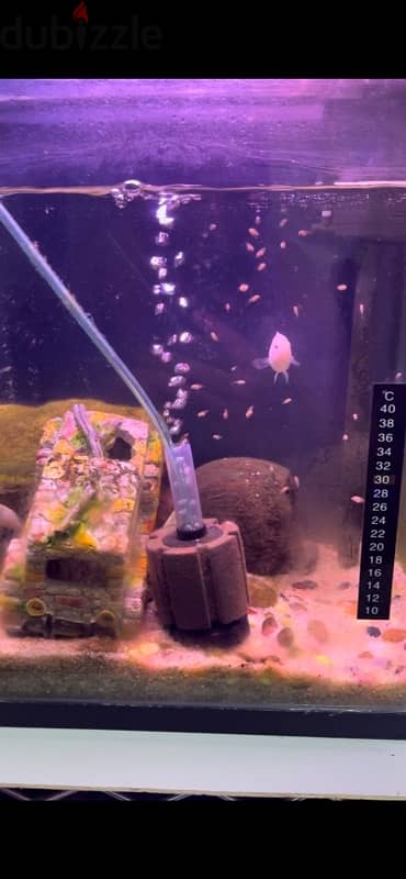 polar white parrot fish for sale breading pair . Healthy 2