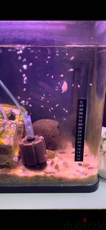 polar white parrot fish for sale breading pair . Healthy 3