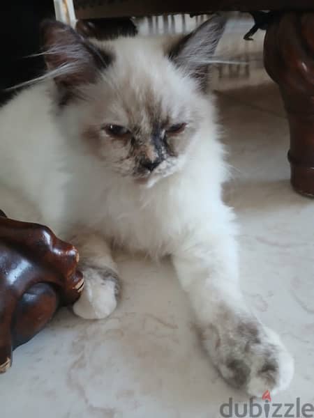 Persian kittens for sale 0