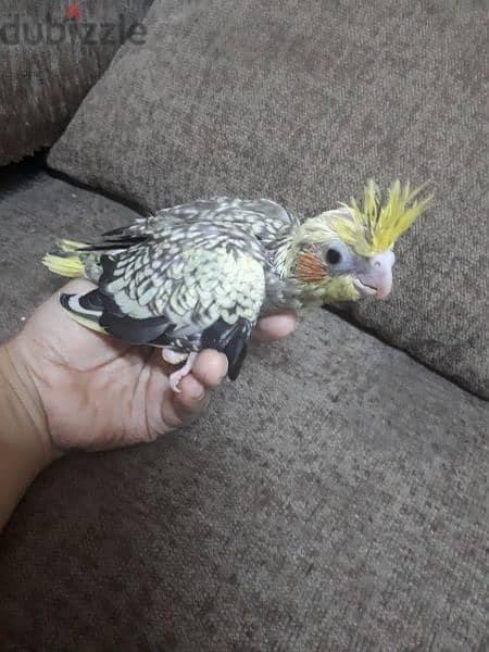 female cocktail urgent for sale 1