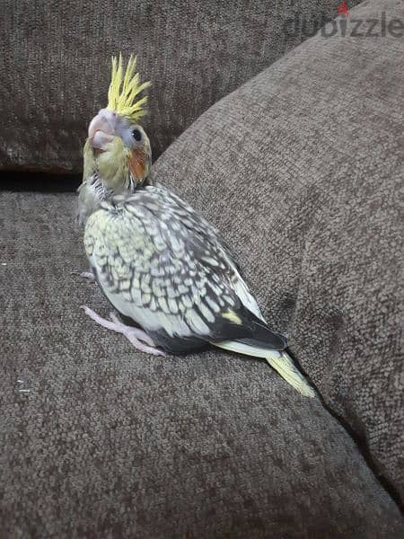 female cocktail urgent for sale 2