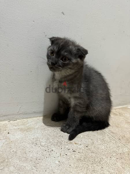 scotch fold short hair kittens for sale 2