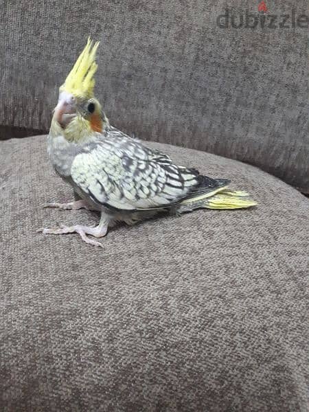 female cocktail urgent for sale 4