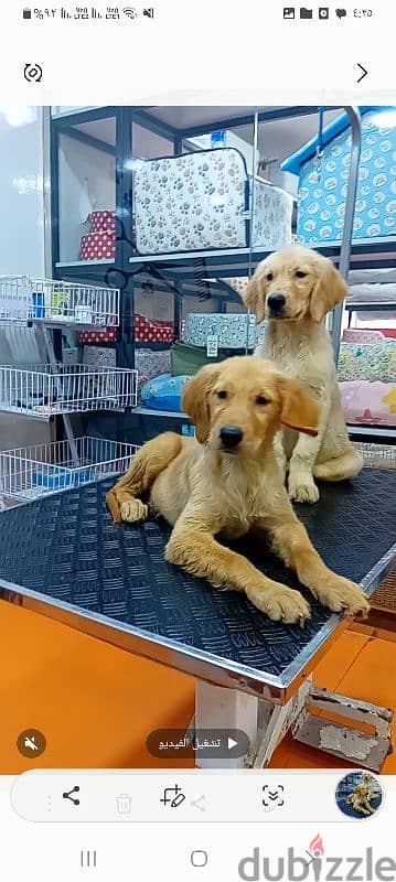 male and female golden rutviuler pupies available 0