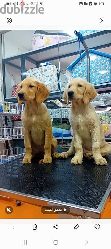 male and female golden rutviuler pupies available 1