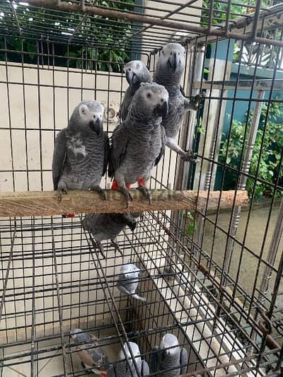 Africa grey parrot available