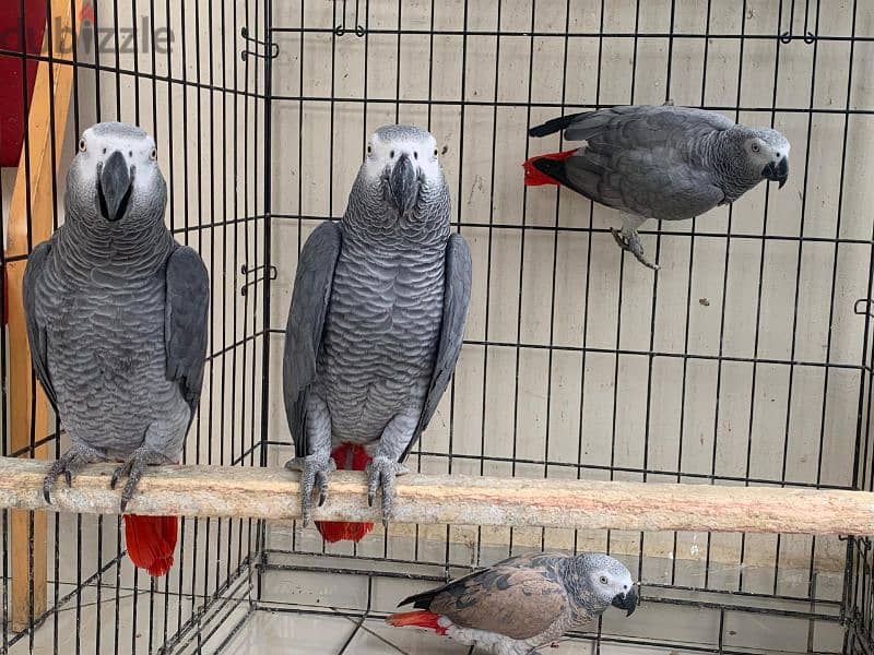 Africa grey parrot available 1