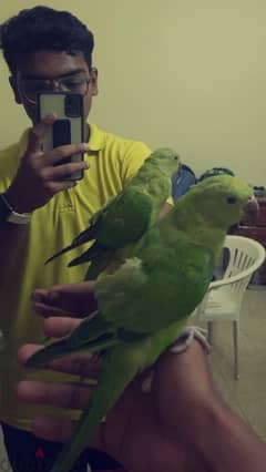 Parrot 0