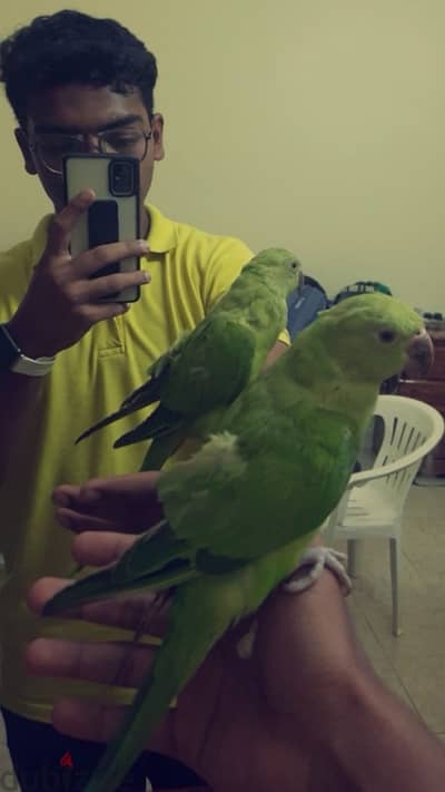 Parrot