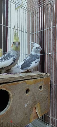 cockatiel for sale