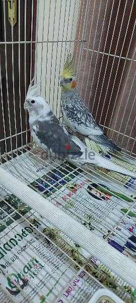 cockatiel for sale 1