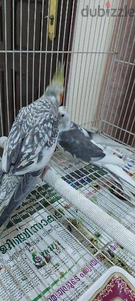 cockatiel for sale 2