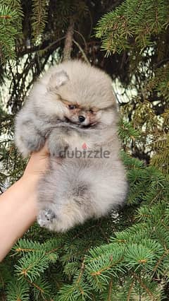 Pomeranian and mini toy poodle 0